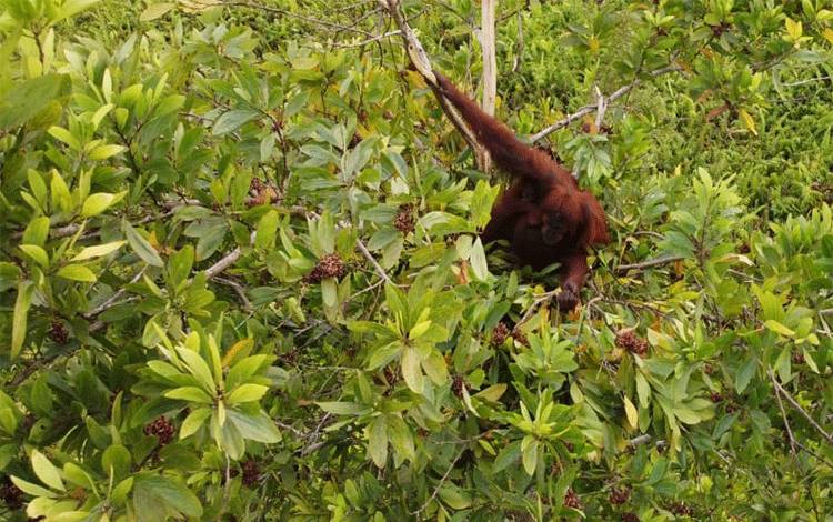 BKSDA Tak Temukan Induk dan Anak Orangutan di Lingkar Kota Sampit