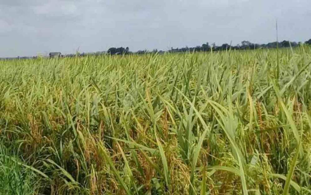 Pemprov Kalteng Gandeng Petani Kembangkan Bibit Padi Hibrida