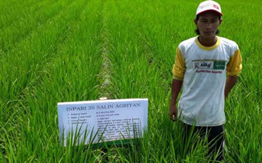 Peneliti BPTP Kalteng: Food Estate Kembangkan Benih Hibrida dan Inbrida