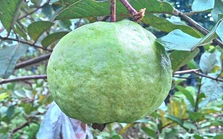 Jaksa Usut Korupsi Pengadaan Bibit Jambu Kristal di Palangka Raya