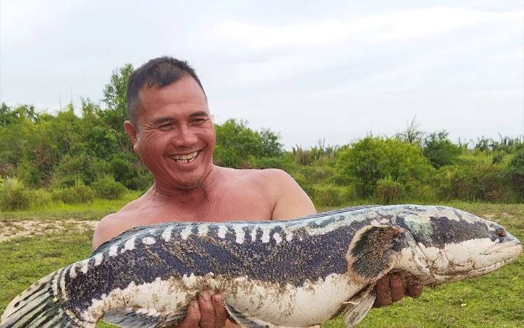 Menjala Ikan, Warga Seruyan Dapat Toman Seberat 7 Kg