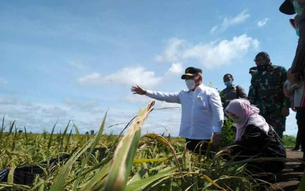 Kalteng Siap Mandiri Benih Padi Unggul