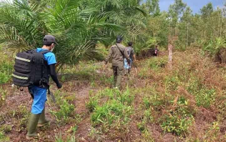 BKSDA Kalteng Tindaklanjuti Laporan Kemunculan Orangutan di Jalan Tjilik Riwut KM 17