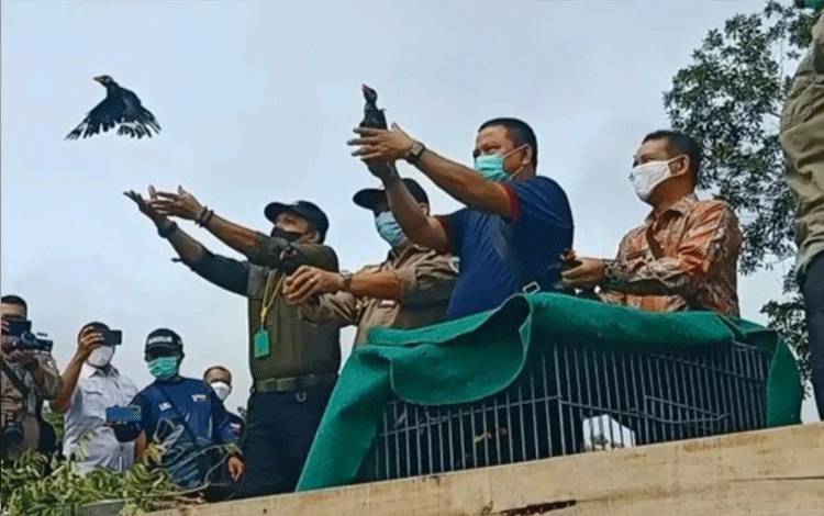 BKSDA Kalteng Lepasliarkan Ratusan Ekor Satwa Burung di Bukit Kalalaweit