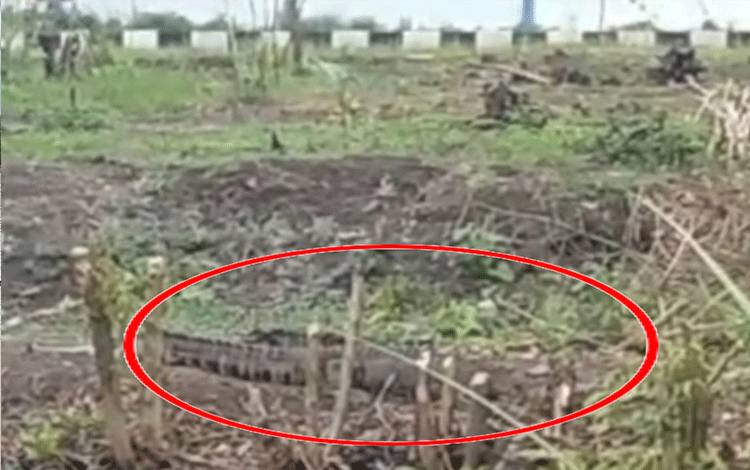 Buaya yang naik ke daratan sekitar Sungai Sapihan Kecil, tak jauh dari SMA Negeri 1 Samuda.?