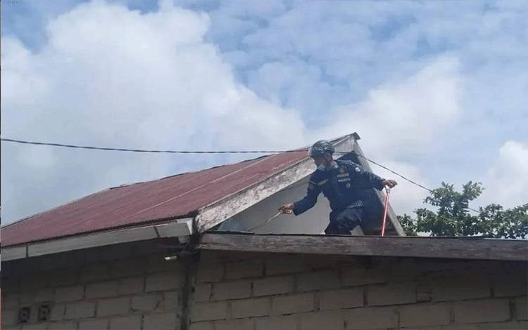 Petugas Tangkap Ular Sembunyi di Atap Dapur Warga Baamang?