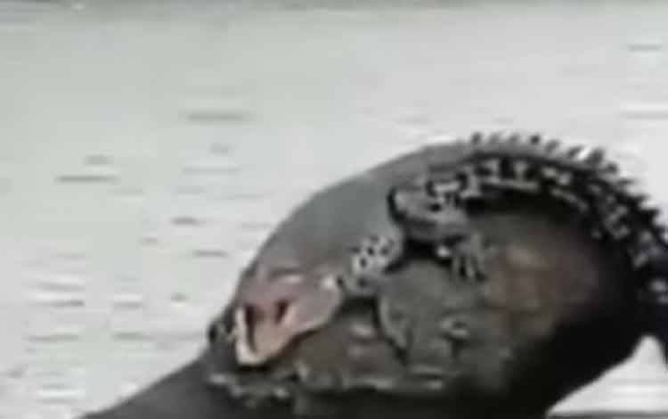 Viral Buaya Mager di Perairan Bapinang