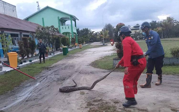 Petugas Tangkap Ular Pemangsa Ternak di MTS PPKP Sampit