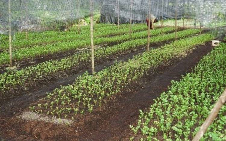 Lahan pertanian milik warga di Kelurahan Kalampangan