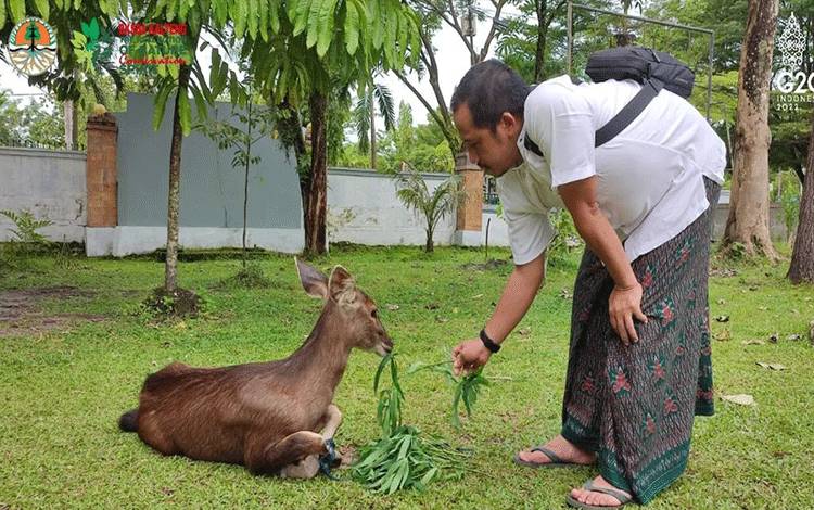 Sempat Dirawat BKSDA, Ini Pemilik Rusa di Bundaran Kecil Palangka Raya