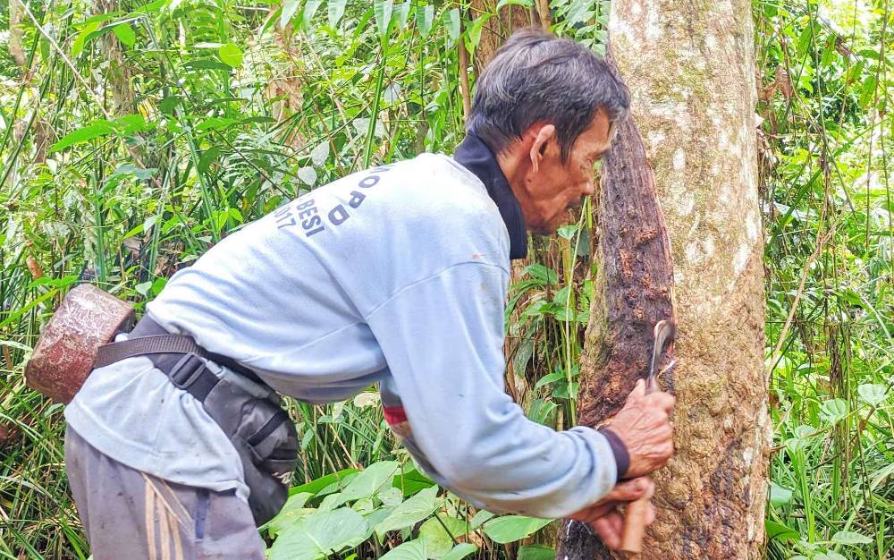 Seorang petani menyadap pohon karet di Kota Besi.