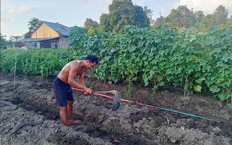 Kisah Bantoni Temukan Peluang Budidaya Sayuran Karena Pandemi, Kebunnya jadi Tempat Berfoto