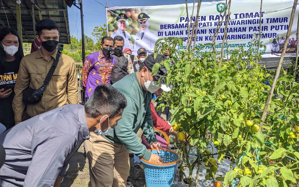 Halikinnor Panen Raya Tomat di Kelurahan Pasir Putih?