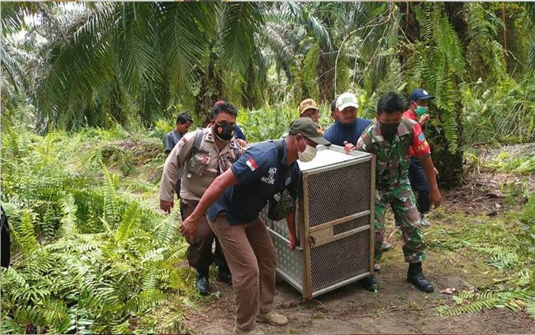 Babinsa Bedaun Turut Evakuasi Orangutan Masuk Perkampungan