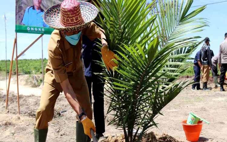 Bupati Nadalsyah Tanam Perdana Kelapa Sawit di Lahan 194 Hektar Desa Tawan Jaya