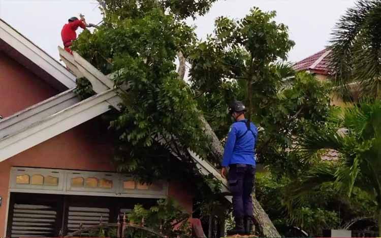Wilayah Kotim Berpotensi Hujan Disertai Angin Kencang, Waspada Pohon Tumbang