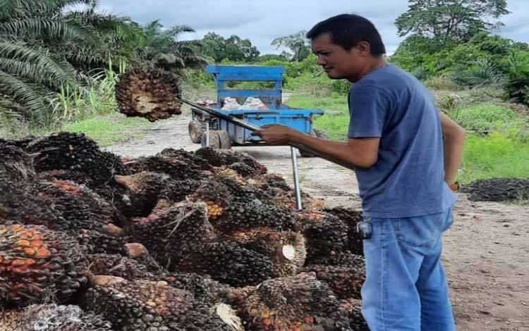 Pencurian Kian Marak, Mulai dari Perhiasan Hingga Sawit Warga, Korban Merugikan Puluhan Juta