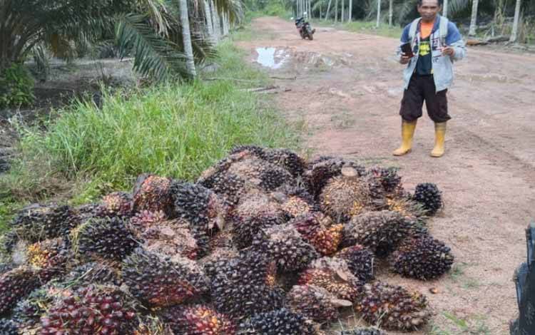 Maling Sawit Makin Meresahkan, Milik Petani Jadi Sasaran