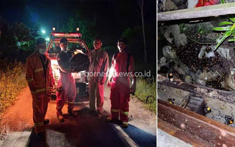 Aksi Berani Petugas Damkar Kobar Evakuasi Sarang Tawon yang Mampu Mematikan