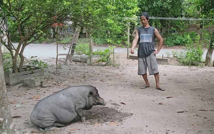 Kematian Babi Akibat ASF di Barito Timur Terus Meningkat