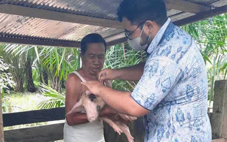 Virus Demam Babi Afrika Tidak Membahayakan Manusia