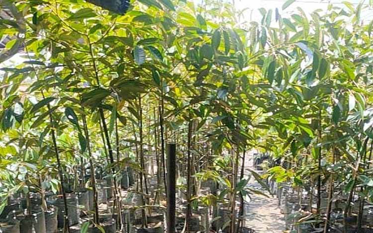 Dinas Pertanian Dampingi Pengembangan Tanaman Buah, Cikal Bakal Agrowisata Desa Siong