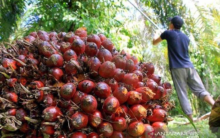 Kenaikan Pungutan Dana Membuat Petani Kelapa Sawit Menjerit