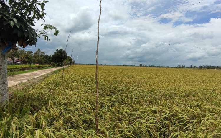 Produktivitas Gabah Food Estate Diklaim Meningkat 15,3 Persen