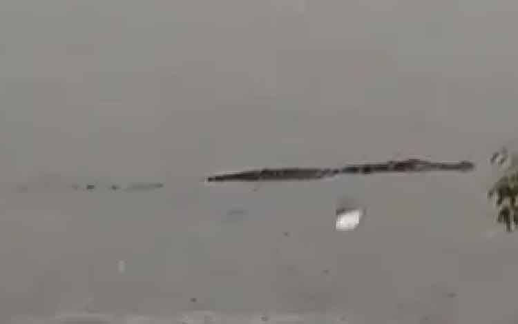 Kemunculan Buaya di Sungai Mitak Viral di Media Sosial