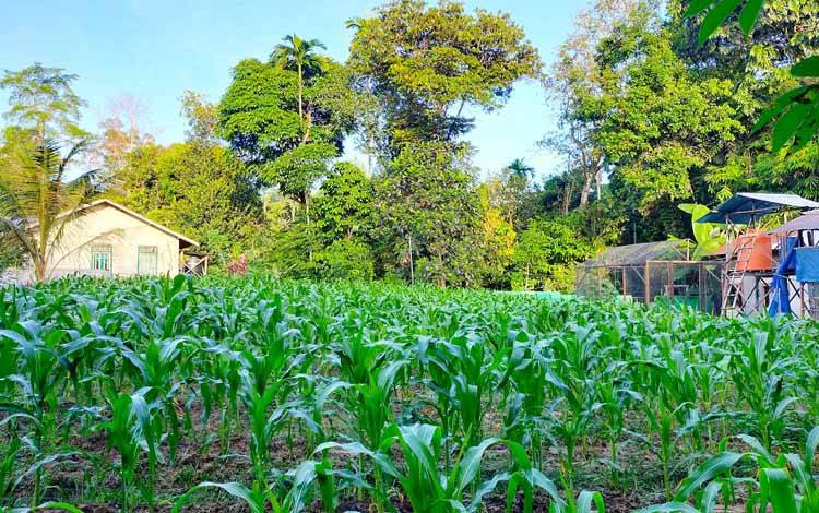 Demplot jagung manis dan jagung ketan yang dibuat oleh Pemdes Tewah Pupuh
