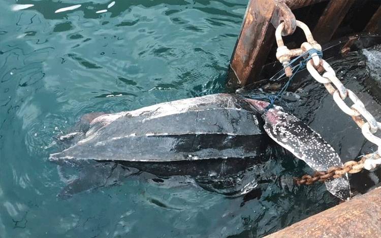 Penyu Belimbing Mati Tertabrak Kapal di Pelabuhan Ambon