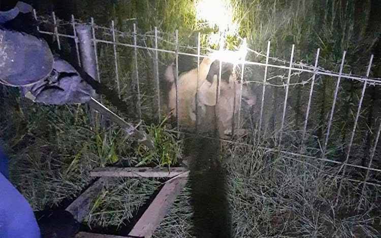 Seekor Anjing Terjepit Kawat Berduri Pagar Bandara H Asan Sampit, Warga Terusik