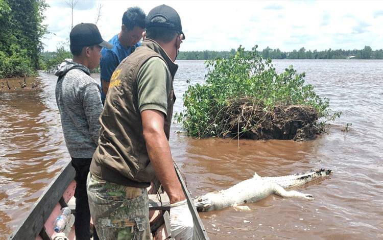 BKSDA Temukan Bangkai Buaya di Dusun Babirah