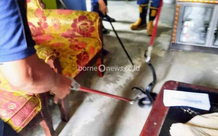 Ngeri, Kobra Bersarang di Dapur Warga di Kenan Sandan Sampit