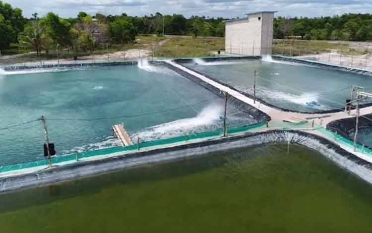 Gubernur Kalteng Ingatkan Status Lahan Pengembangan Shrimp Estate Harus Clear and Clear