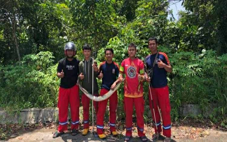Mangsa Kucing Peliharaan Warga, BPK Tirta Borneo Kapuas Evakuasi Ular Ini