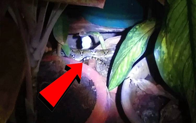 Lagi Asyik Bakar Sampah, Ibu ini Kaget Lihat Ular Lewat