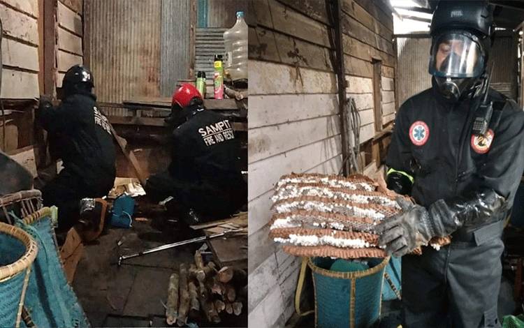 Tawon Vespa Bersarang di Dapur Rumah Warga Bagendang