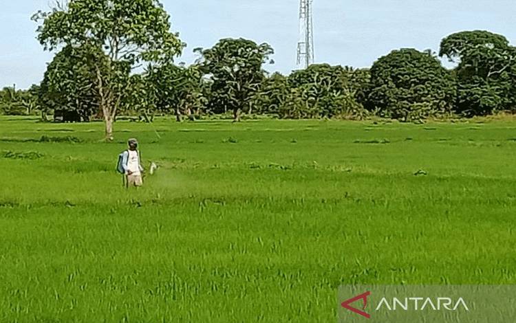 Badan Pangan Nasional Dorong Urgensi Pengembangan "Food Estate"