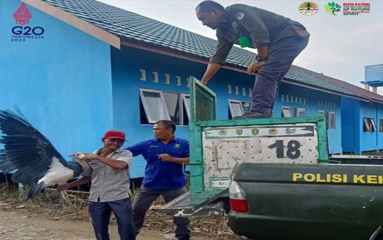BKSDA Kalteng Evakuasi dan Lepasliarkan Satwa Bangau Tongtong