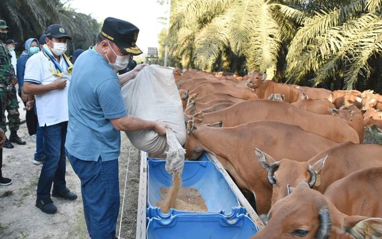DPRD Kalteng Dukung Terobosan Swasembada Daging