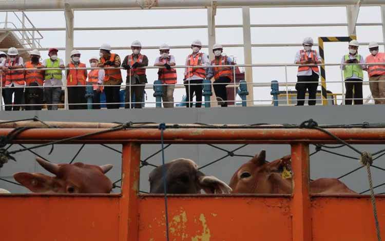 Sapi bakalan impor dari Australia tiba di Pelabuhan Tanjung Priok, Jakarta Utara, Senin (11/4/2022). Pemerintah mendatangkan ribuan sapi impor untuk menjaga stabilitas pasokan daging untuk memenuhi stok selama hari besar keagamaan nasional