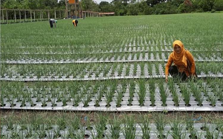 Lahan pertanian kelompok Tani Karya Muda di Kelurahan Banturung, Palangka Raya. ?