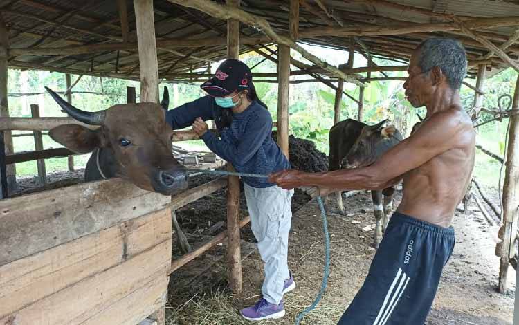 Distan Kapuas Vaksinasi Sapi Ternak Cegah Wabah Penyakit Jembrana