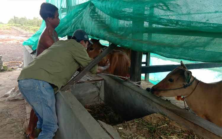 Legislator Kapuas Ini Apresiasi Distan Lakukan Vaksinasi Ternak Sapi Cegah Wabah Jembrana