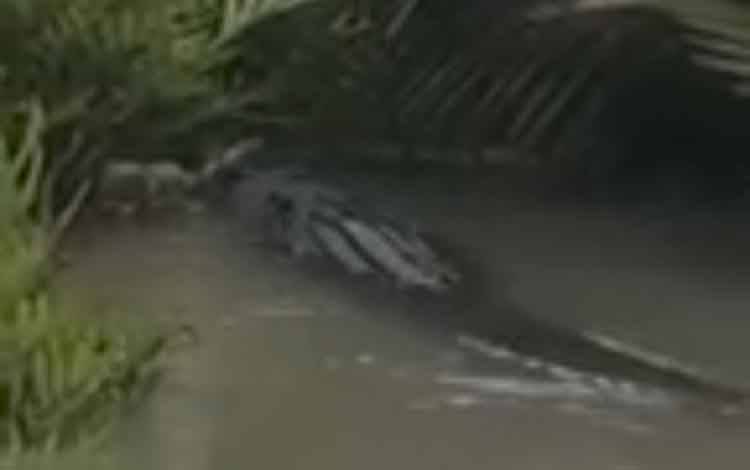 Buaya Muara Penghuni Sungai Ratik Muncul Lagi