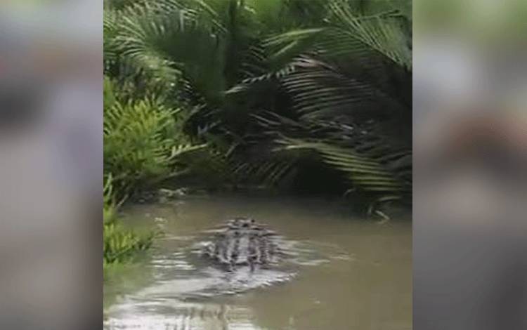 VIDEO: Seram! Buaya Raksasa Muncul di Sungai Ratik