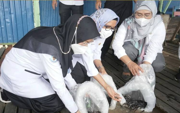 Pemko Palangka Raya Tebar 50 Ribu Bibit Ikan Baung