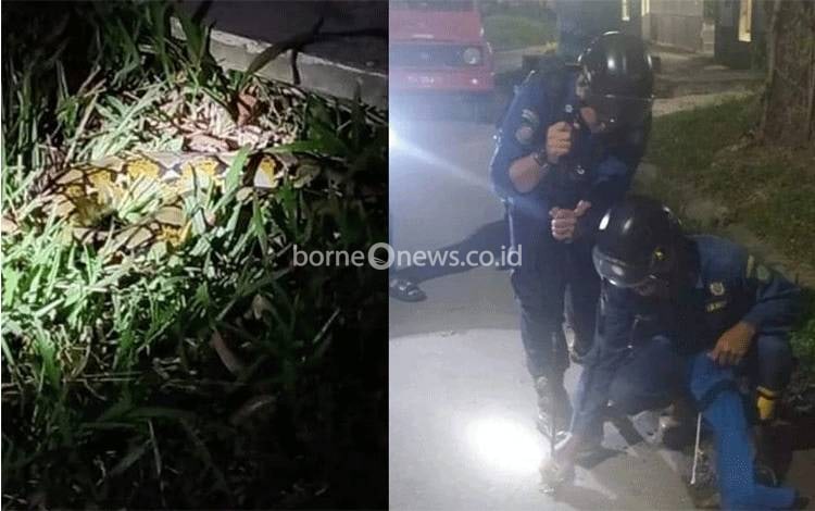 Petugas Disdamkarmat Kotim, berupaya menangkap seekor ular di depan Kantor Bea Cukai Sampit.?