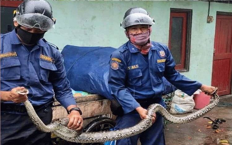 Warga Sawahan Sampit Geger Kehilangan Ternak, Ternyata ini Biang Keroknya